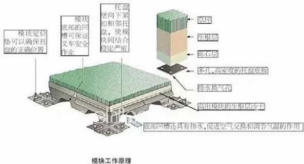 混合草坪系統 混合草坪系統